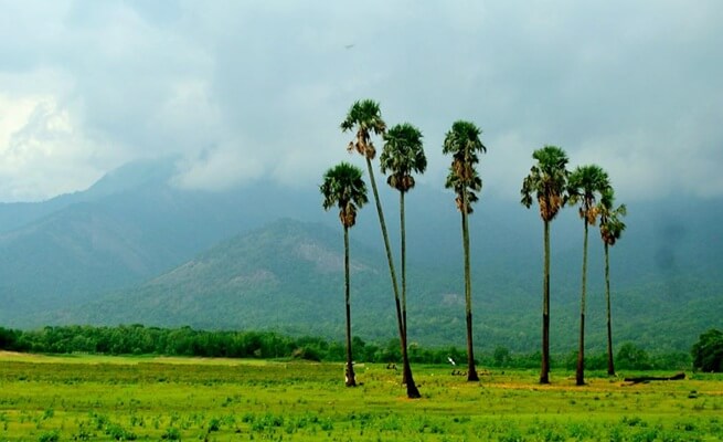 Kava View Point